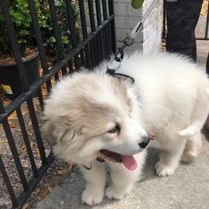 Meet your Posher, Charlotte